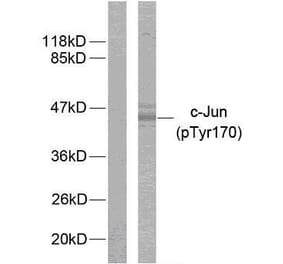 Western Blot - Anti-c-Jun (phospho Tyr170) Antibody (A7134) - Antibodies.com