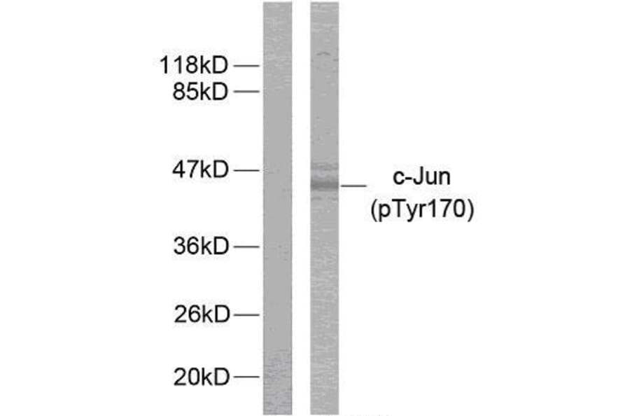 Western Blot - Anti-c-Jun (phospho Tyr170) Antibody (A7134) - Antibodies.com