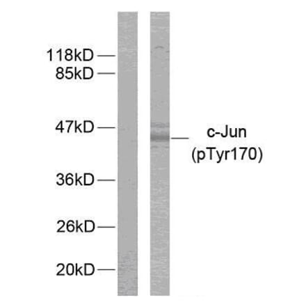 Western Blot - Anti-c-Jun (phospho Tyr170) Antibody (A7134) - Antibodies.com