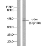 Western Blot - Anti-c-Jun (phospho Tyr170) Antibody (A7134) - Antibodies.com