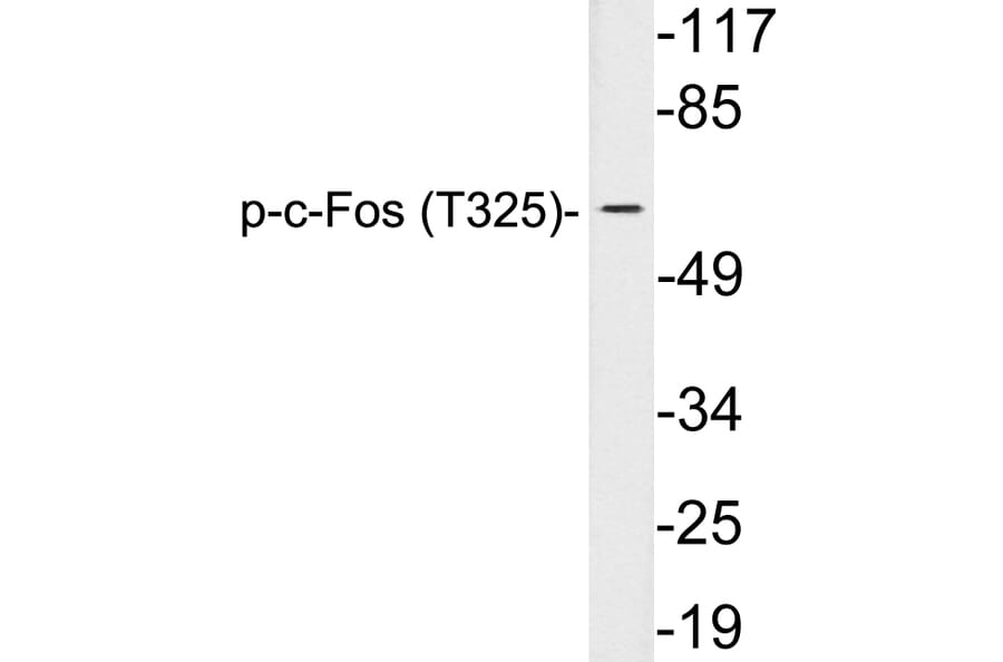 Western Blot - Anti-c-Fos (phospho Thr325) Antibody (P12-1015) - Antibodies.com