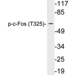 Western Blot - Anti-c-Fos (phospho Thr325) Antibody (P12-1015) - Antibodies.com