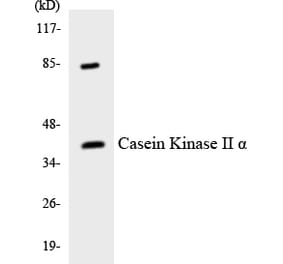 Western Blot - Anti-Casein Kinase II alpha Antibody (R12-2570) - Antibodies.com