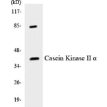 Western Blot - Anti-Casein Kinase II alpha Antibody (R12-2570) - Antibodies.com