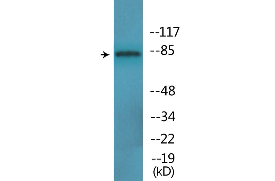 Western Blot - Anti-B-Raf (phospho Thr753) Antibody (P12-1081) - Antibodies.com