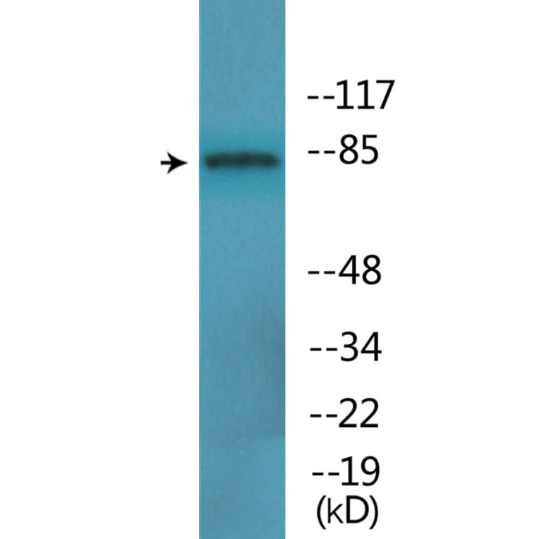 Western Blot - Anti-B-Raf (phospho Thr753) Antibody (P12-1081) - Antibodies.com