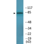 Western Blot - Anti-B-Raf (phospho Thr753) Antibody (P12-1081) - Antibodies.com