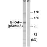 Western Blot - Anti-B-RAF (phospho Ser446) Antibody (A8082) - Antibodies.com