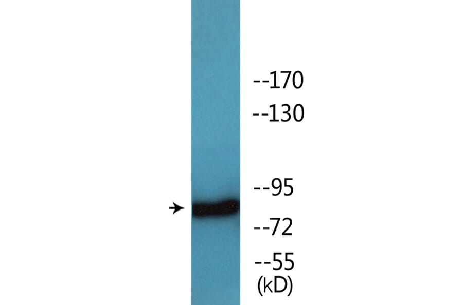 Western Blot - Anti-B-RAF (phospho Ser446) Antibody (P12-1080) - Antibodies.com