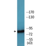 Western Blot - Anti-B-RAF (phospho Ser446) Antibody (P12-1080) - Antibodies.com