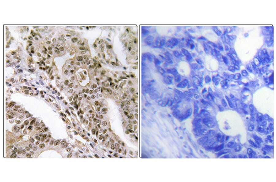 Immunohistochemistry - Anti-AS160 (phospho Thr642) Antibody (A0457) - Antibodies.com