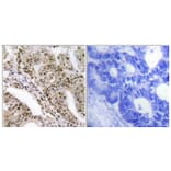 Immunohistochemistry - Anti-AS160 (phospho Thr642) Antibody (A0457) - Antibodies.com