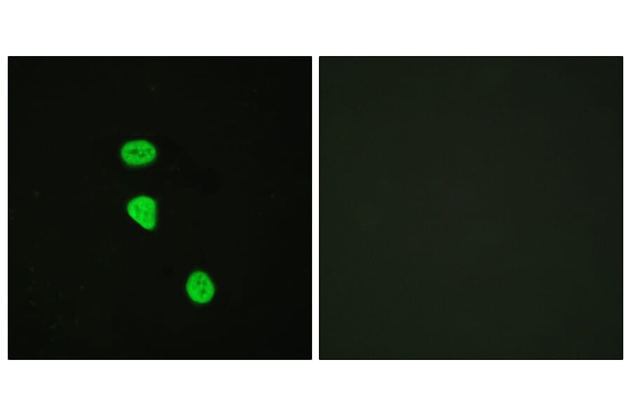 Immunofluorescence - Anti-AS160 (phospho Thr642) Antibody (A0457) - Antibodies.com