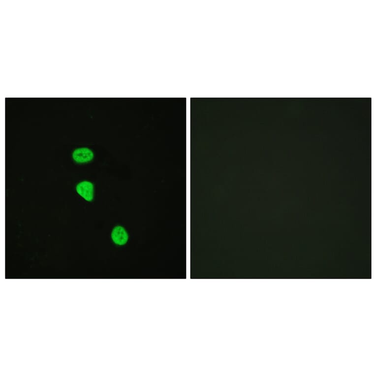 Immunofluorescence - Anti-AS160 (phospho Thr642) Antibody (A0457) - Antibodies.com