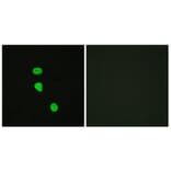 Immunofluorescence - Anti-AS160 (phospho Thr642) Antibody (A0457) - Antibodies.com