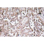 Immunohistochemistry - Anti-VAMP1 + VAMP2 + VAMP3 Antibody (R12-2405) - Antibodies.com