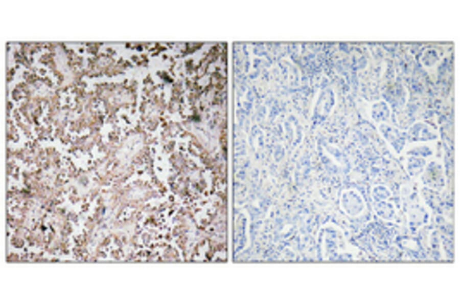 Immunohistochemistry - Anti-VAMP1 + VAMP2 + VAMP3 Antibody (R12-2405) - Antibodies.com