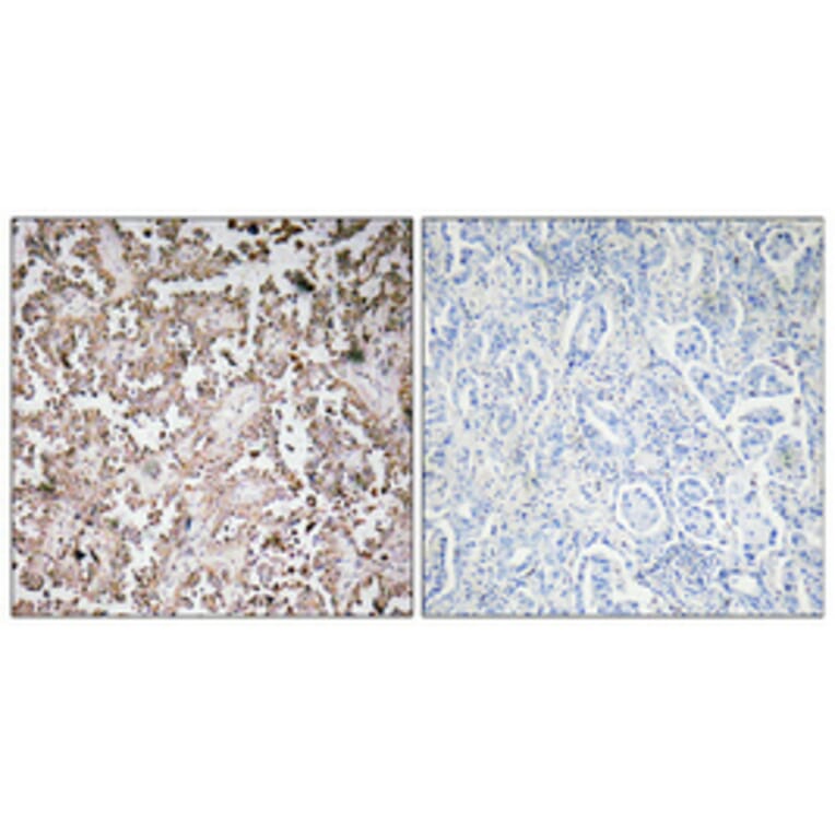 Immunohistochemistry - Anti-VAMP1 + VAMP2 + VAMP3 Antibody (R12-2405) - Antibodies.com