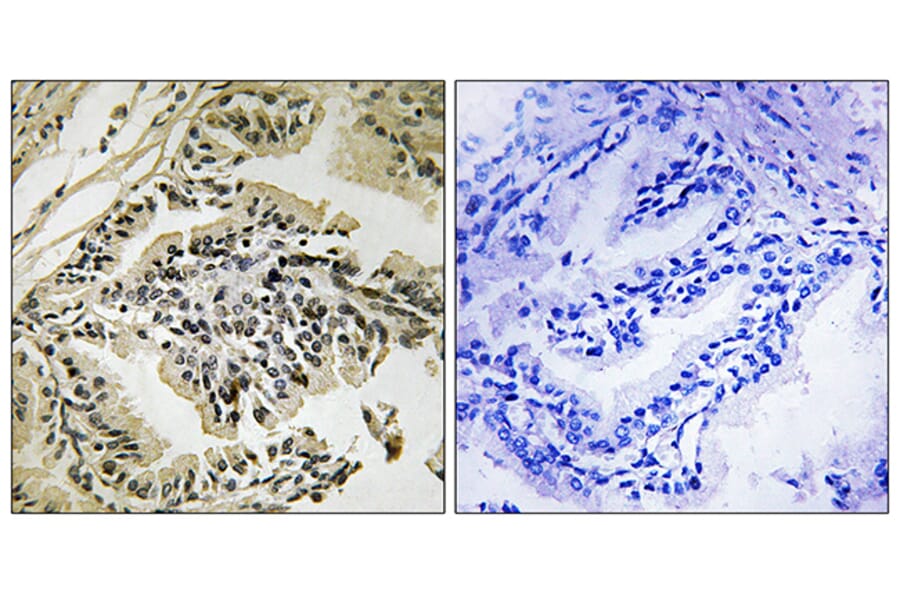 Immunohistochemistry - Anti-PERK (phospho Thr981) Antibody (A8168) - Antibodies.com