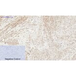 Immunohistochemistry - Anti-PERK (phospho Thr981) Antibody (A8168) - Antibodies.com