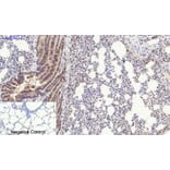 Immunohistochemistry - Anti-PERK (phospho Thr981) Antibody (A8168) - Antibodies.com