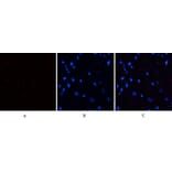 Immunofluorescence - Anti-PERK (phospho Thr981) Antibody (A8168) - Antibodies.com