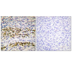 Immunohistochemistry - Anti-NF kappa B p105 / p50 Antibody (B0524) - Antibodies.com