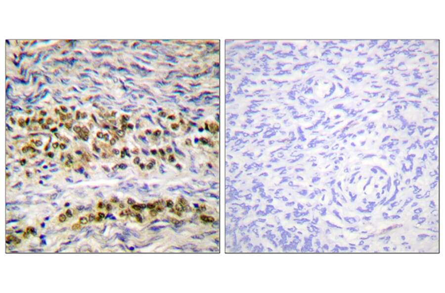 Immunohistochemistry - Anti-NF kappa B p105 / p50 Antibody (B0524) - Antibodies.com