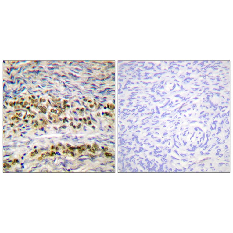Immunohistochemistry - Anti-NF kappa B p105 / p50 Antibody (B0524) - Antibodies.com