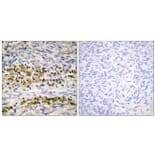 Immunohistochemistry - Anti-NF kappa B p105 / p50 Antibody (B0524) - Antibodies.com
