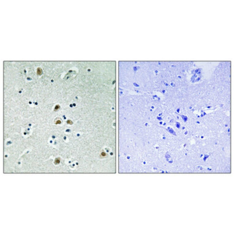 Immunohistochemistry - Anti-CDK1 (phospho Thr161) Antibody (A8087) - Antibodies.com