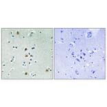 Immunohistochemistry - Anti-CDK1 (phospho Thr161) Antibody (A8087) - Antibodies.com