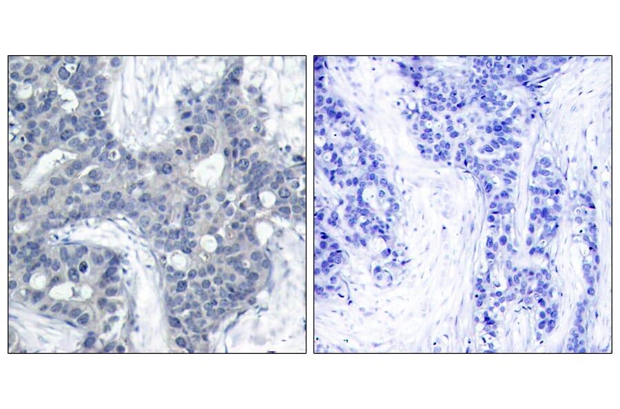 Immunohistochemistry - Anti-PYK2 (phospho Tyr402) Antibody (A7204) - Antibodies.com