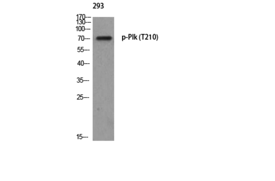 Western Blot - Anti-PLK1 (phospho Thr210) Antibody (A0554) - Antibodies.com