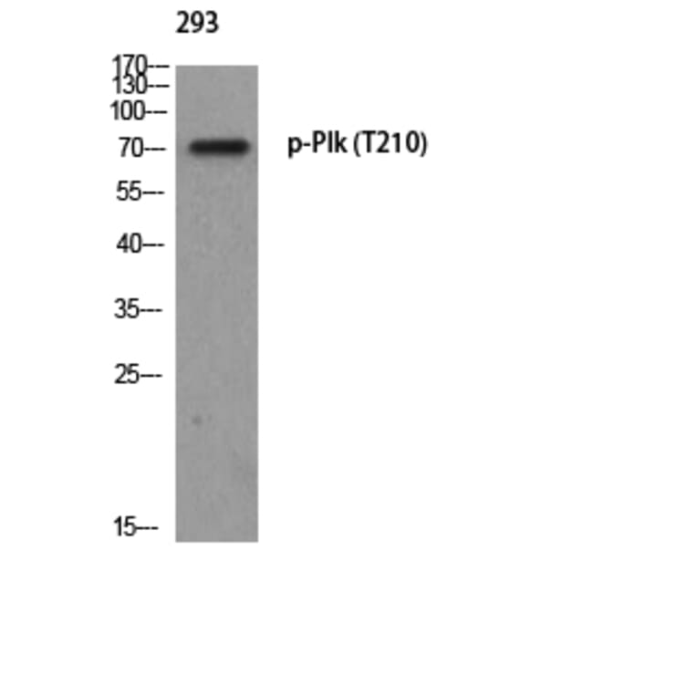 Western Blot - Anti-PLK1 (phospho Thr210) Antibody (A0554) - Antibodies.com