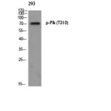 Western Blot - Anti-PLK1 (phospho Thr210) Antibody (A0554) - Antibodies.com