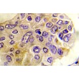 Immunohistochemistry - Anti-PKD1 (phospho Ser738) Antibody (P12-1044) - Antibodies.com