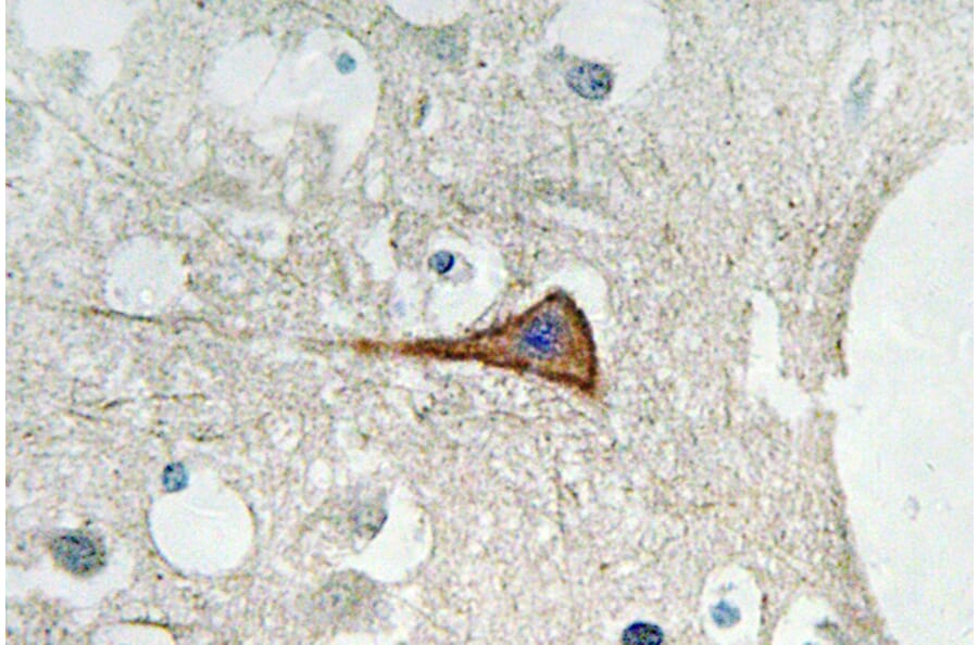 Immunohistochemistry - Anti-Na+ CP type alpha-pan Antibody (R12-2251) - Antibodies.com
