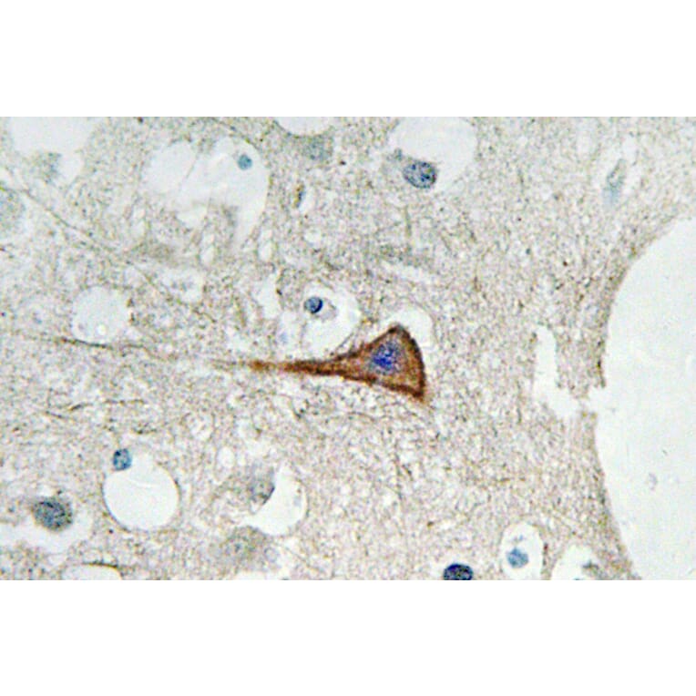 Immunohistochemistry - Anti-Na+ CP type alpha-pan Antibody (R12-2251) - Antibodies.com