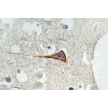 Immunohistochemistry - Anti-Na+ CP type alpha-pan Antibody (R12-2251) - Antibodies.com