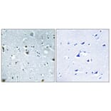 Immunohistochemistry - Anti-HMG17 (phospho Ser29) Antibody (A1039) - Antibodies.com