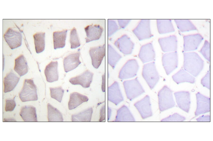 Immunohistochemistry - Anti-CRYAB (phospho Ser59) Antibody (A0897) - Antibodies.com