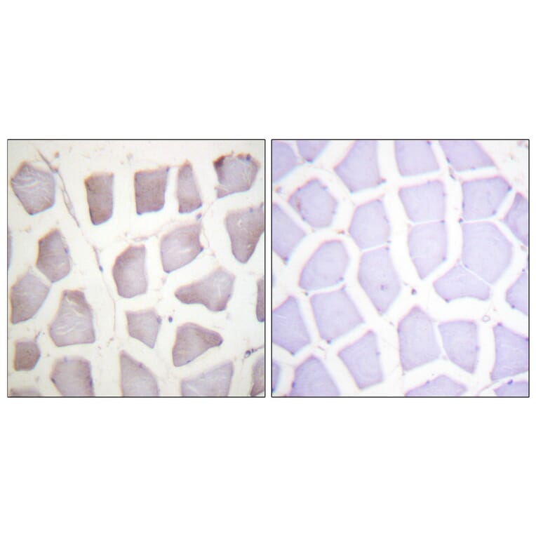 Immunohistochemistry - Anti-CRYAB (phospho Ser59) Antibody (A0897) - Antibodies.com