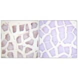 Immunohistochemistry - Anti-CRYAB (phospho Ser59) Antibody (A0897) - Antibodies.com