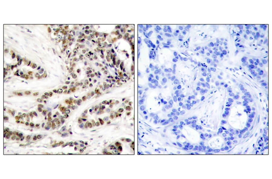 Immunohistochemistry - Anti-CREB (phospho Ser129) Antibody (A7052) - Antibodies.com