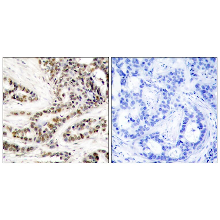 Immunohistochemistry - Anti-CREB (phospho Ser129) Antibody (A7052) - Antibodies.com
