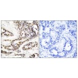 Immunohistochemistry - Anti-CREB (phospho Ser129) Antibody (A7052) - Antibodies.com