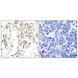 Immunohistochemistry - Anti-Chk1 (phospho Ser345) Antibody (A7042) - Antibodies.com