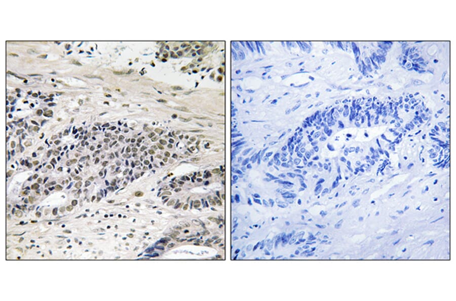 Immunohistochemistry - Anti-AurA (phospho Ser342) Antibody (A1132) - Antibodies.com