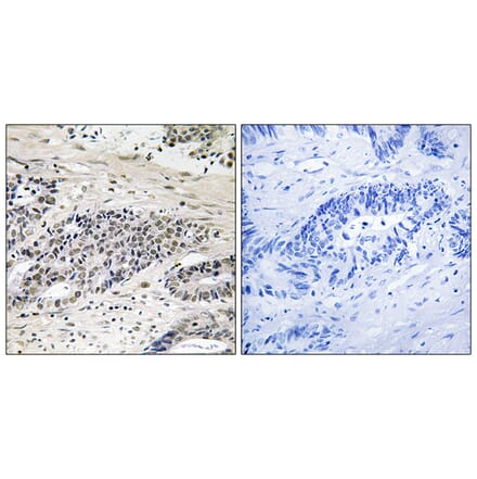 Immunohistochemistry - Anti-AurA (phospho Ser342) Antibody (A1132) - Antibodies.com